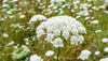 Queen Anne's Lace 1oz.